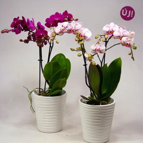 Magical butterflies - Midi orchid in a vase